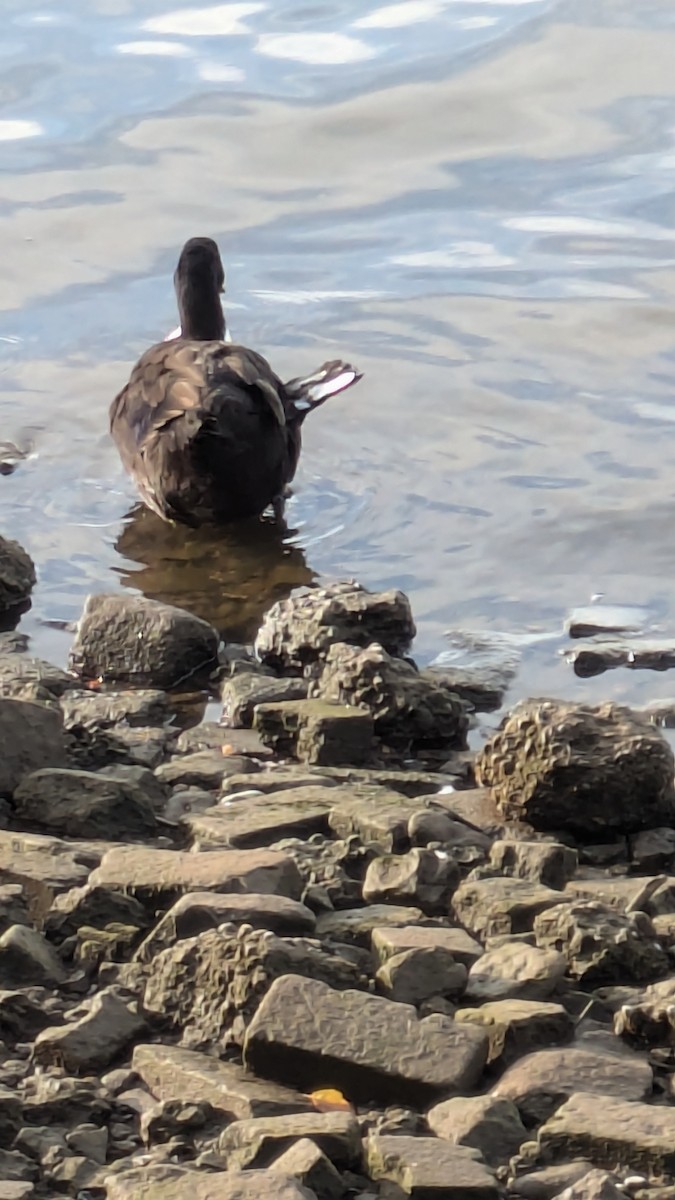 anatidé sp. (canard sp.) - ML641051969
