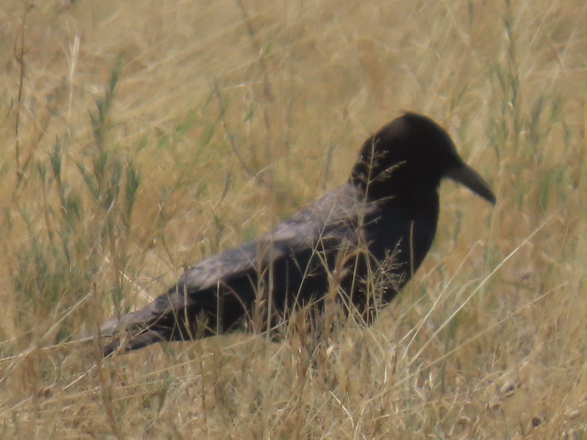 Cape Crow - ML641051978