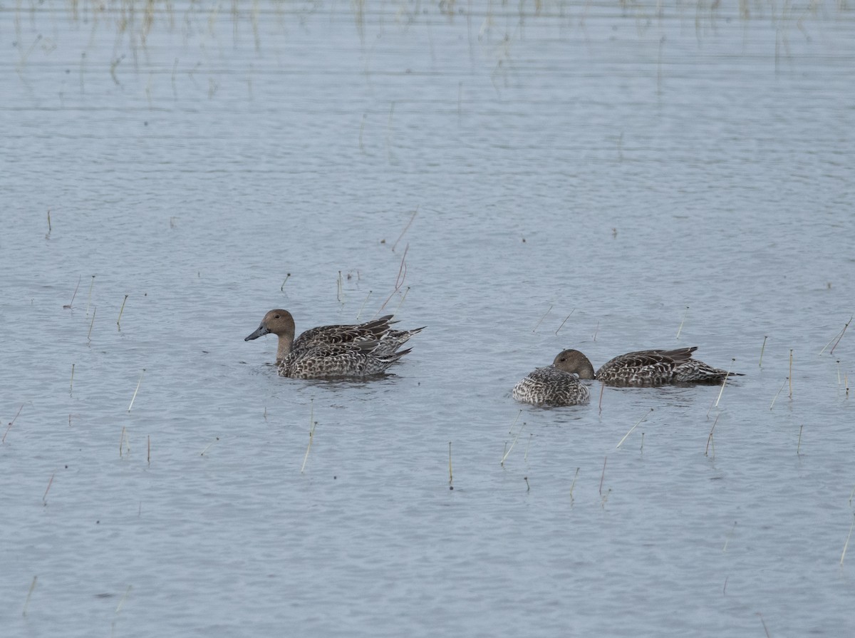 Northern Pintail - ML641051991