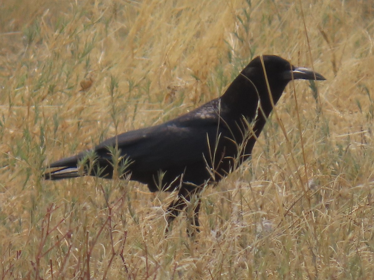 Cape Crow - ML641052001