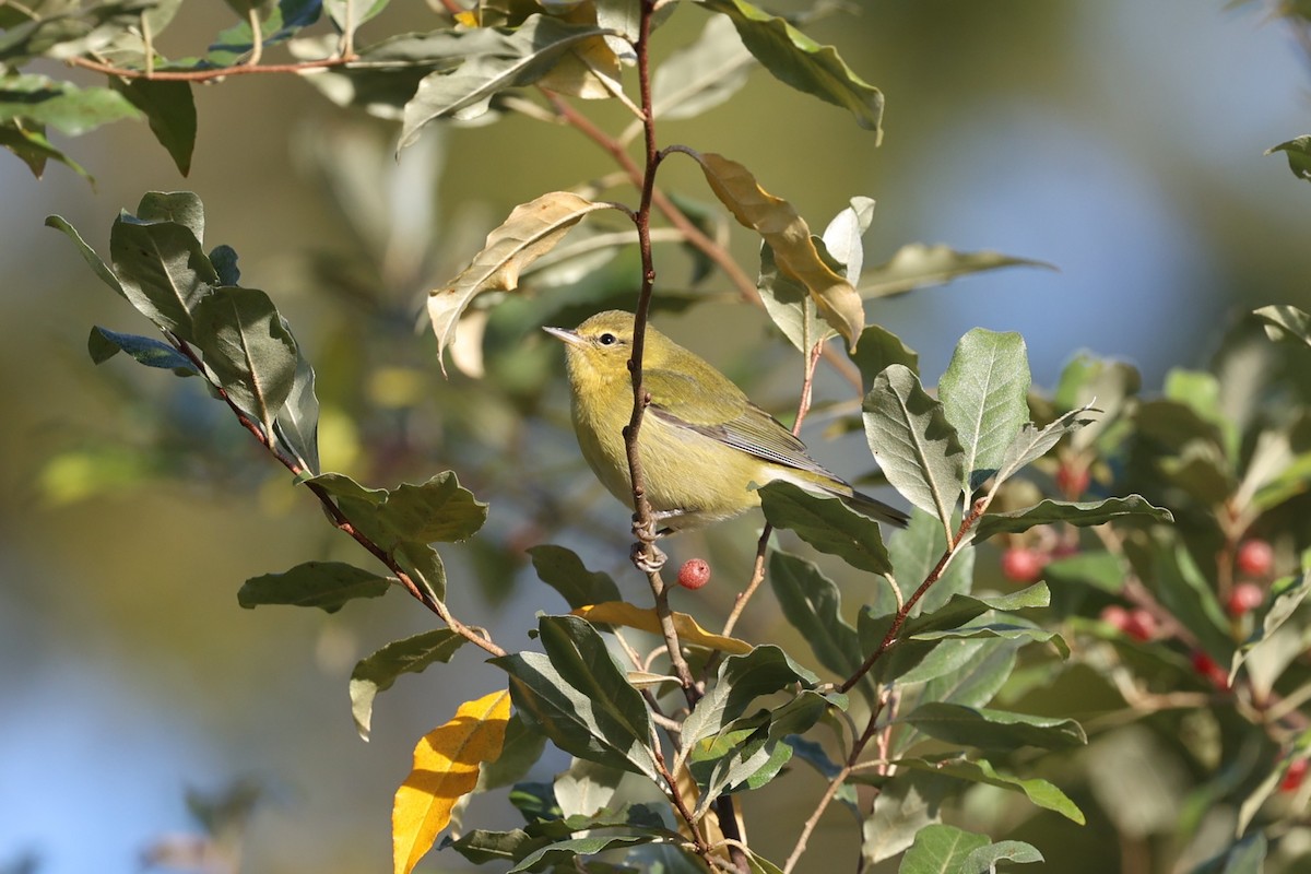 Tennessee Warbler - ML641052002