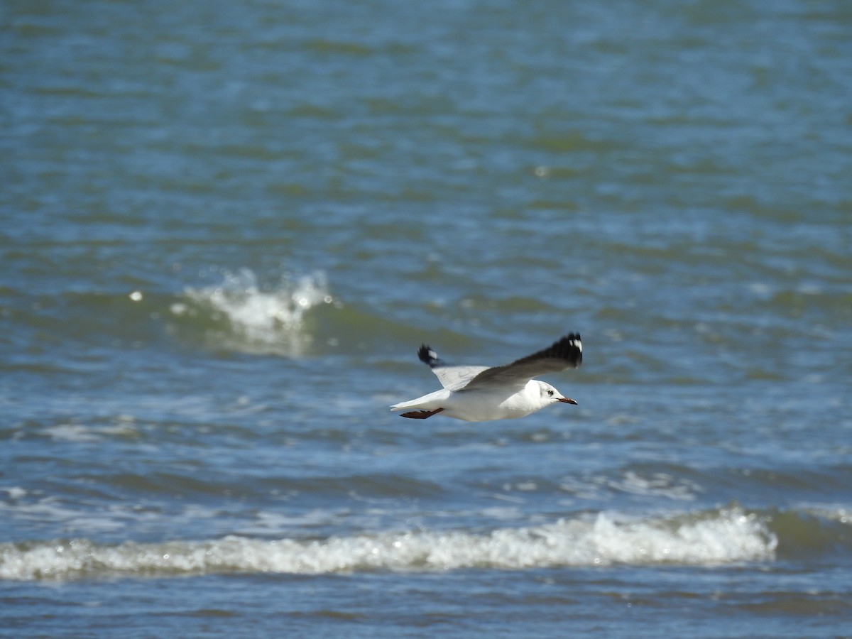 Gray-hooded Gull - ML641052012