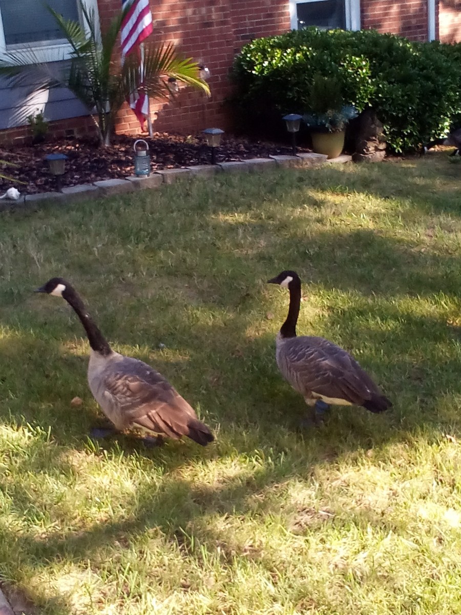 Canada Goose - ML641052026