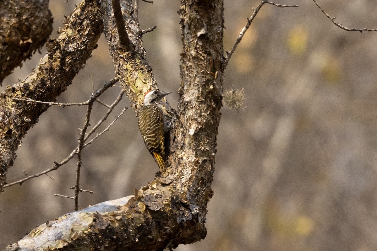 Cardinal Woodpecker - ML641052041