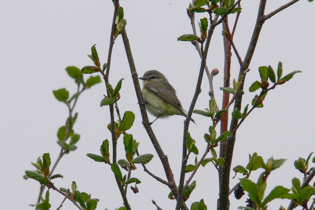 Philadelphia Vireo - ML641052047