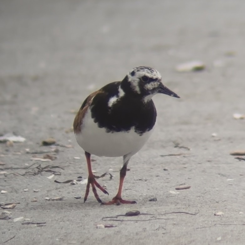 Voltapietre - ML641052094