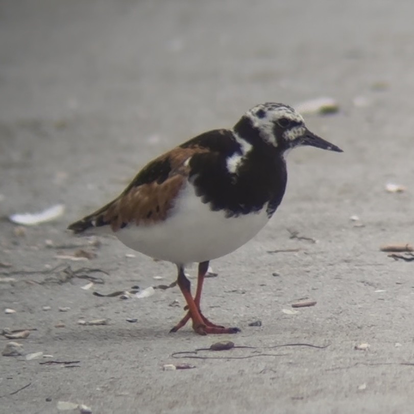 Voltapietre - ML641052095