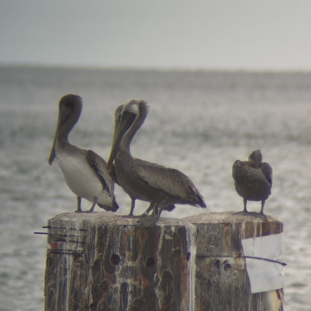 Brown Pelican (Atlantic) - ML641052101