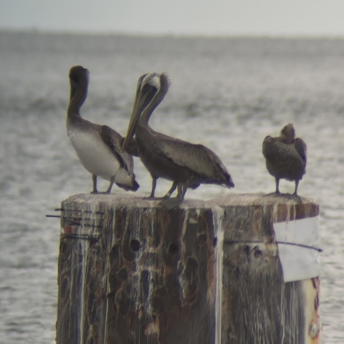 Brown Pelican (Atlantic) - ML641052102