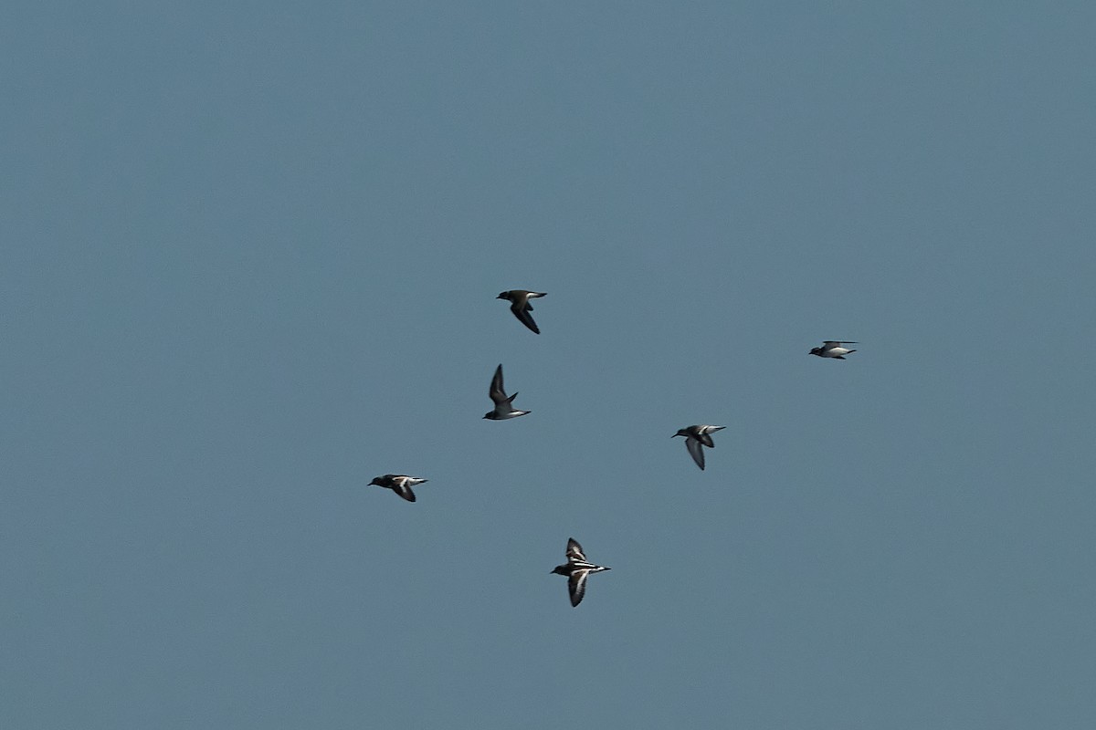 sandsnipe - ML641052106
