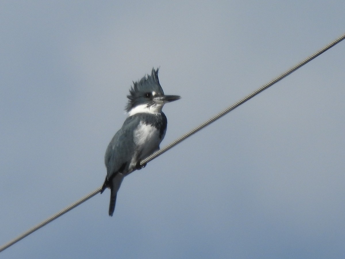 Belted Kingfisher - ML641052183