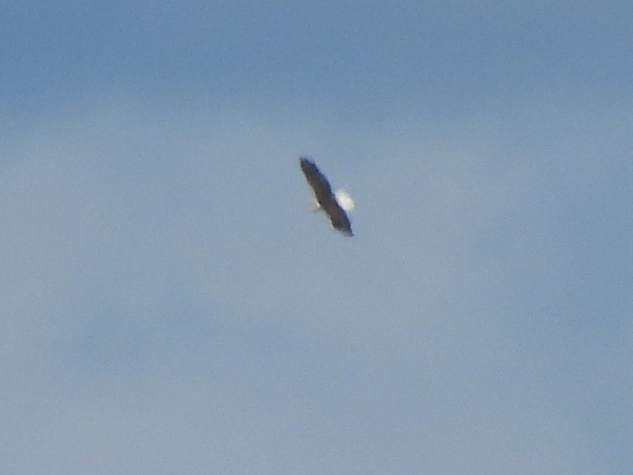 Bald Eagle - ML641052192