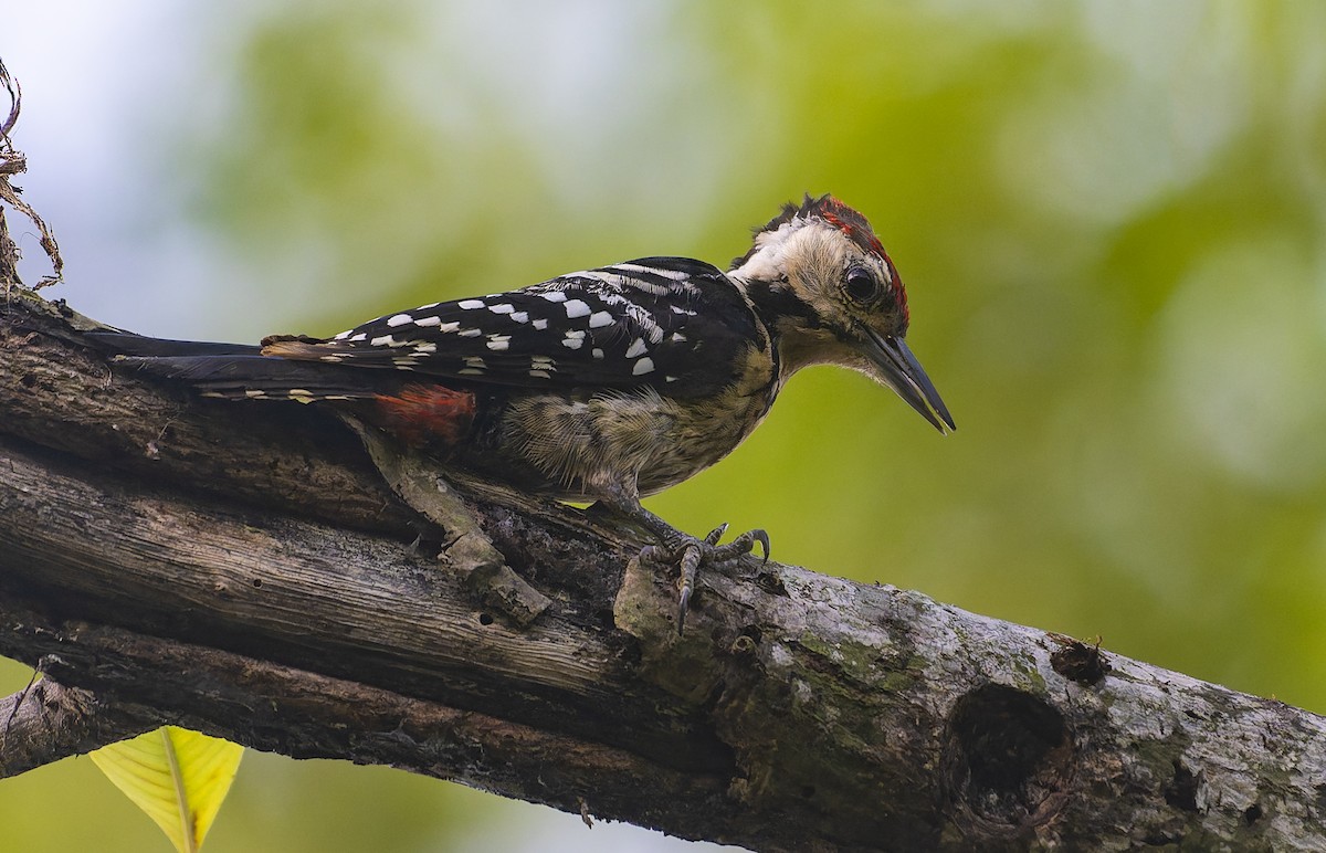 Fulvous-breasted Woodpecker - ML641052229