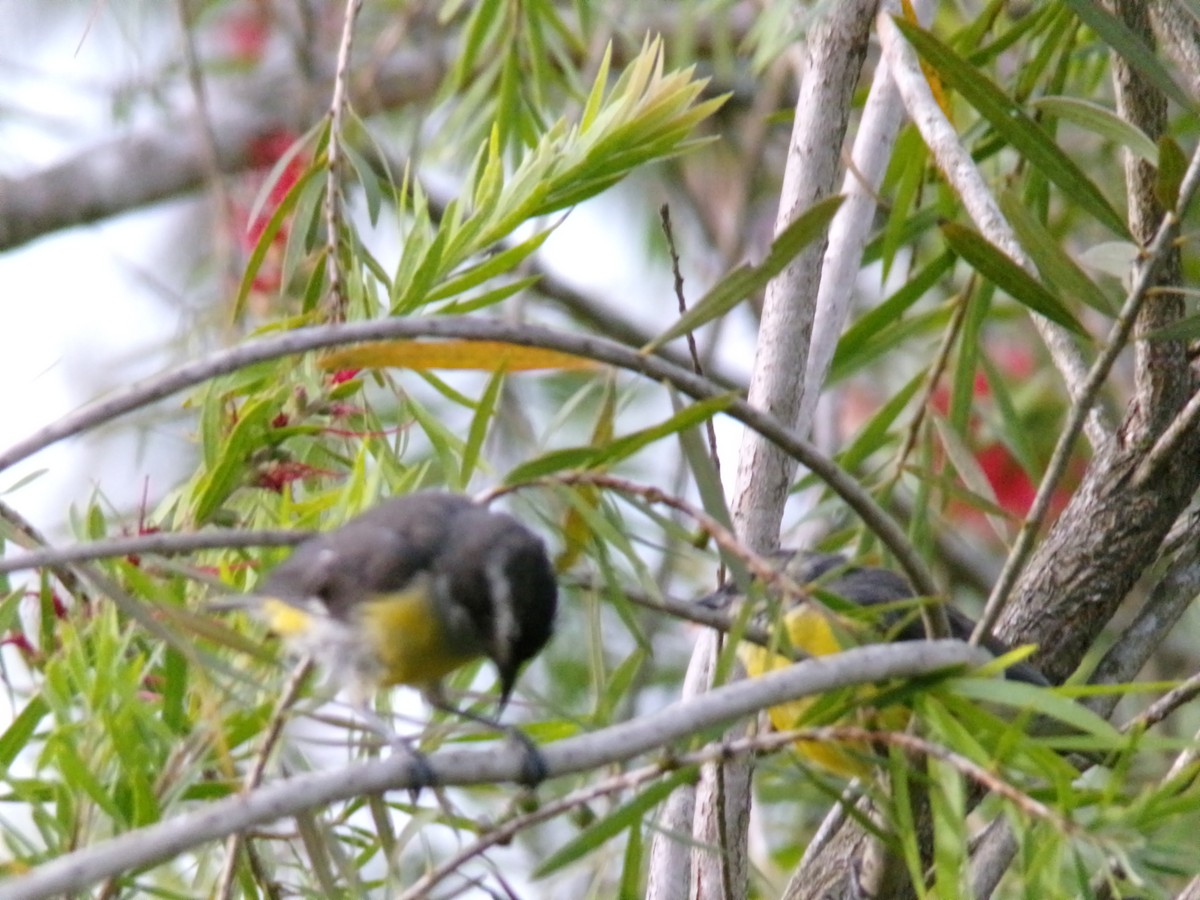 Bananaquit - ML641052233