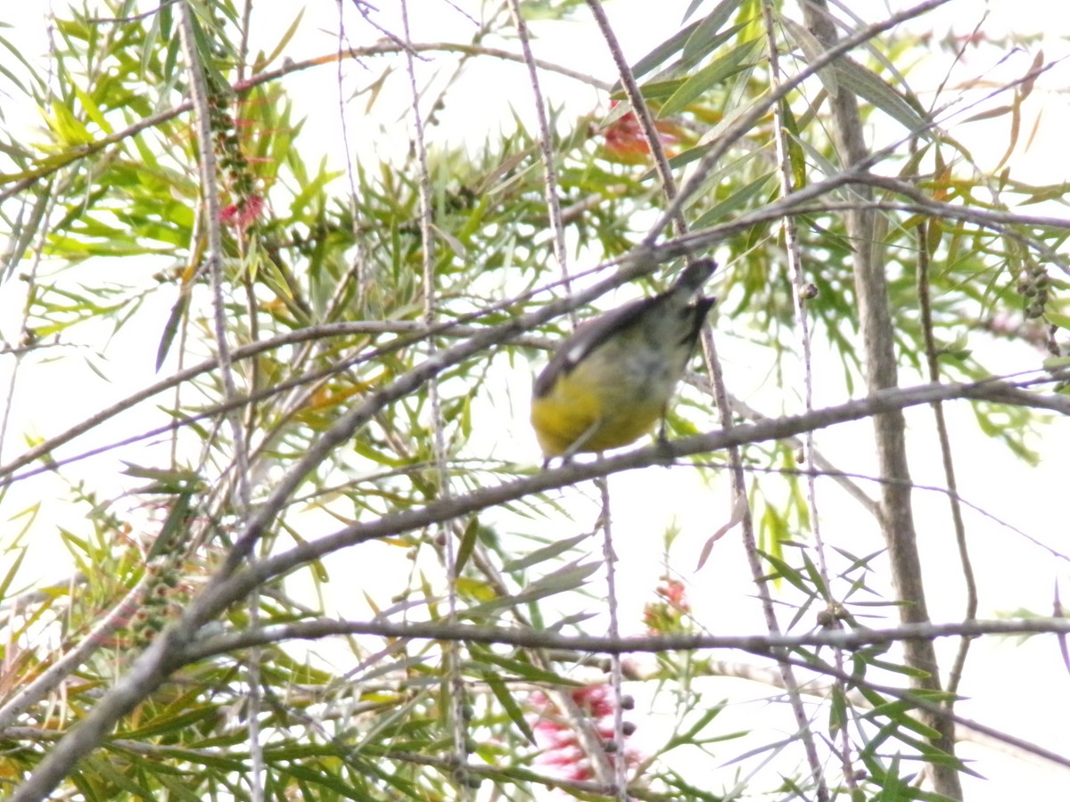 Bananaquit - ML641052235