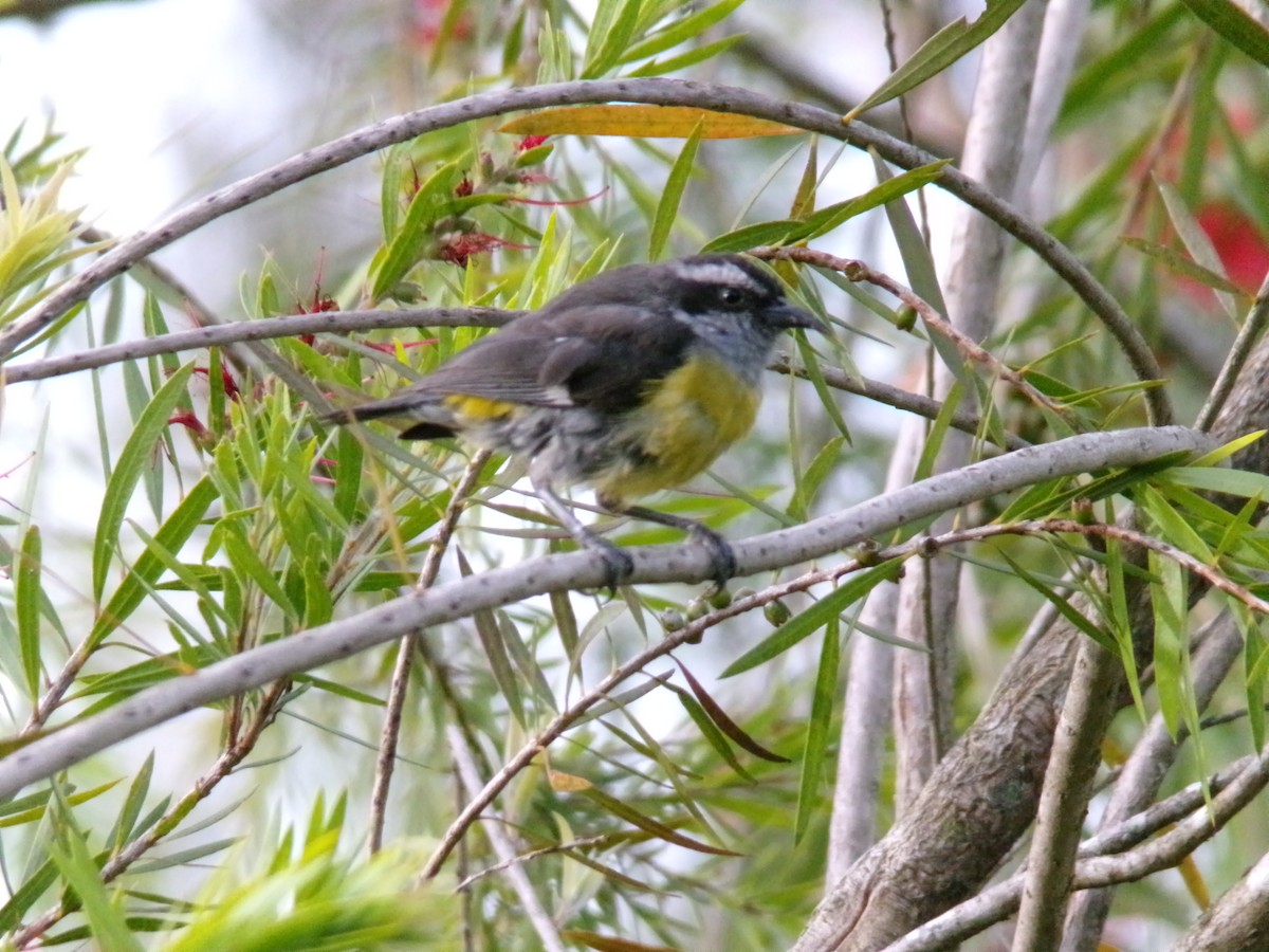 Bananaquit - ML641052237