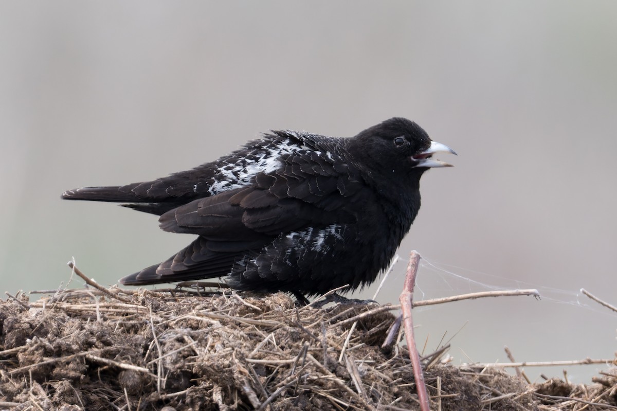 Black Lark - ML641052321