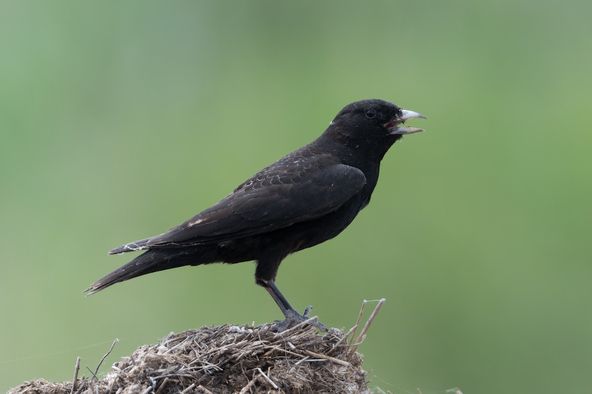 Black Lark - ML641052324