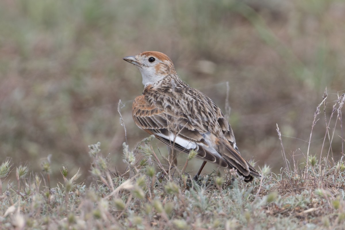 White-winged Lark - ML641052335