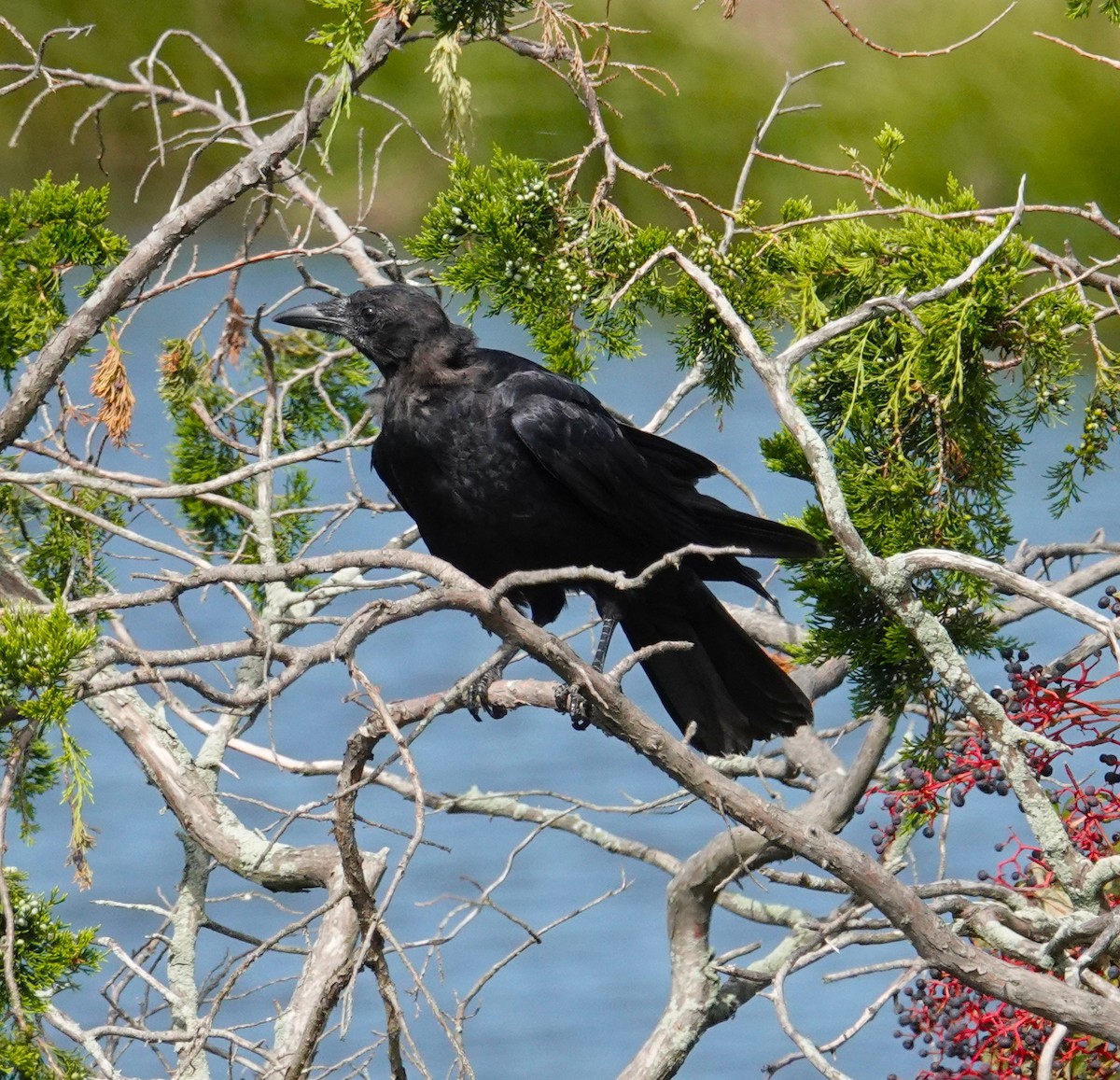 Fish Crow - ML641052355