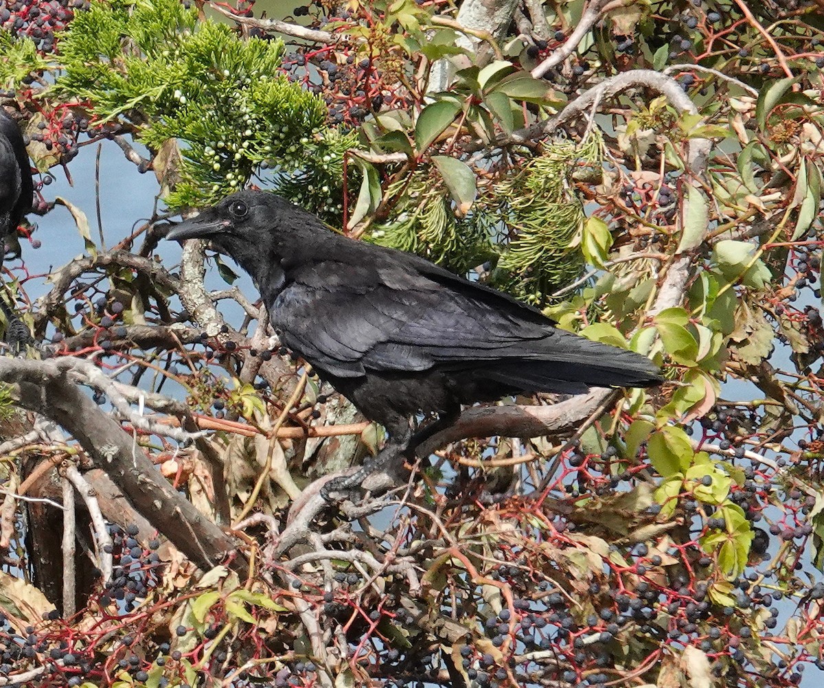 Fish Crow - ML641052356