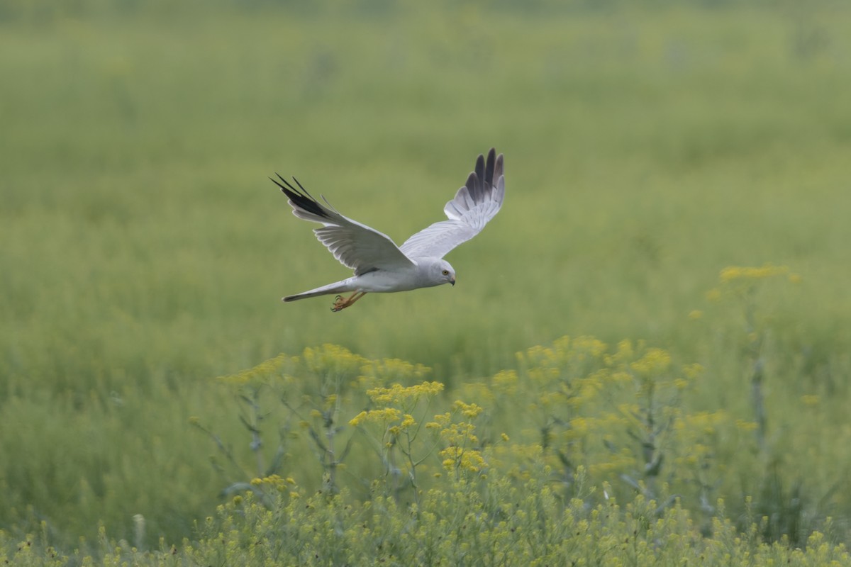 Pallid Harrier - ML641052360