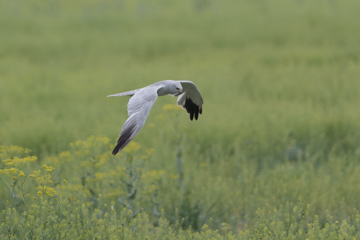 Pallid Harrier - ML641052362