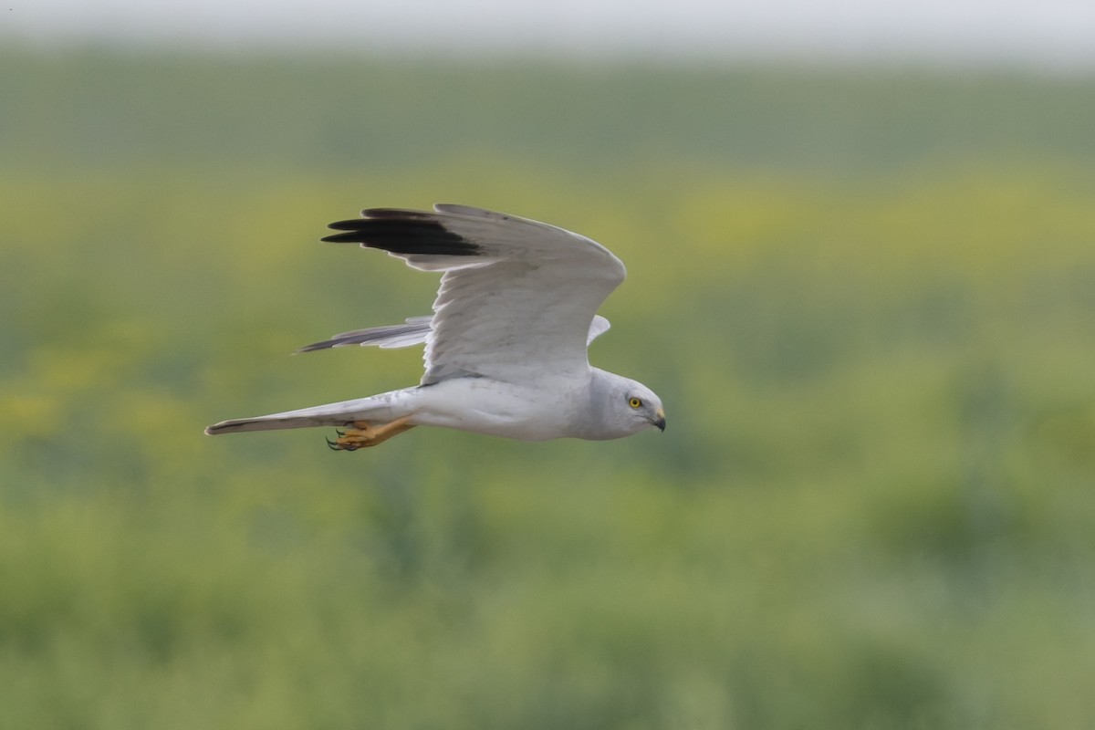 Pallid Harrier - ML641052367