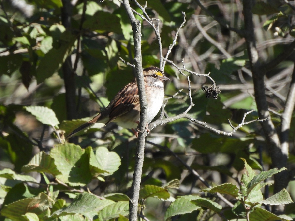 White-throated Sparrow - ML641052379