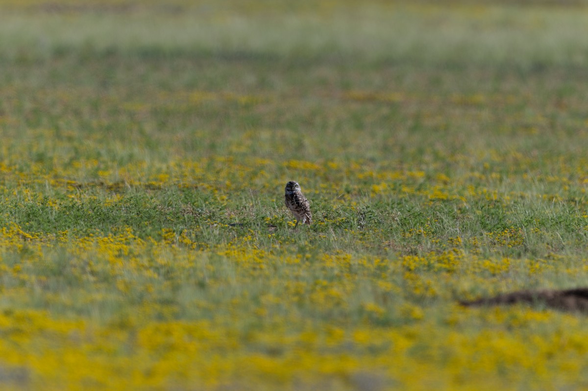 Burrowing Owl - ML641052394