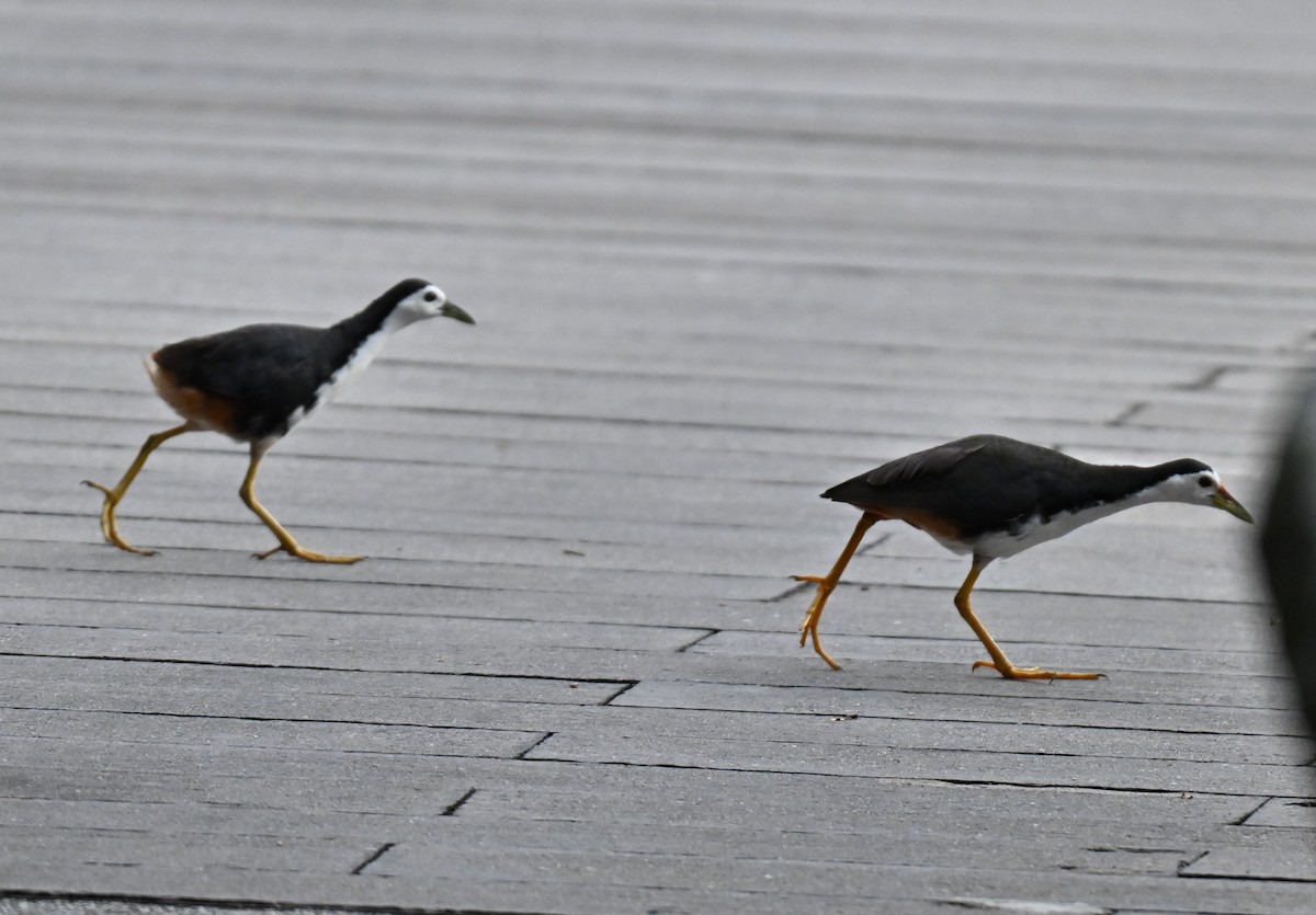 White-breasted Waterhen - ML641052404