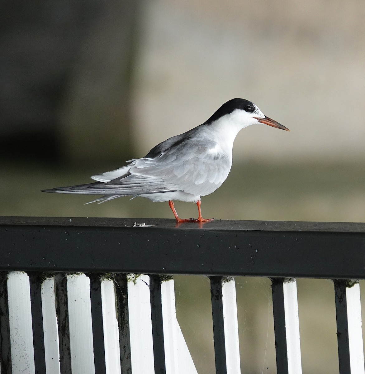 Forster's Tern - ML641052406