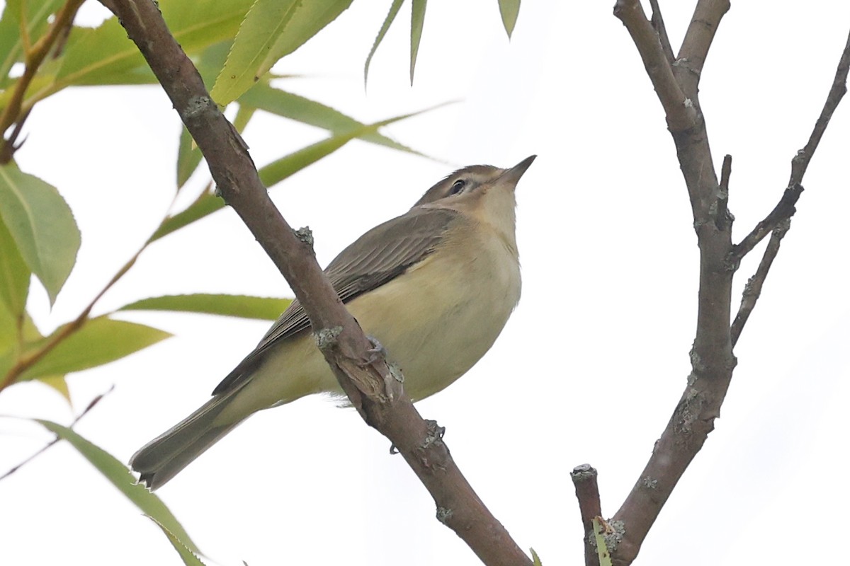 Warbling Vireo - ML641052407