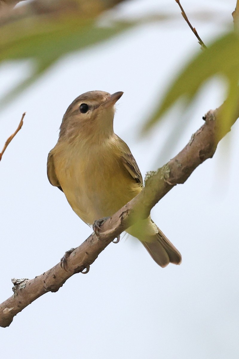 Warbling Vireo - ML641052408