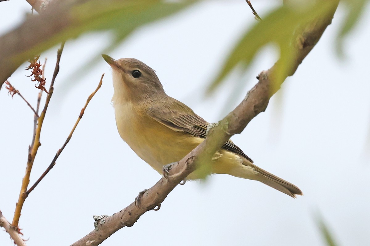 Warbling Vireo - ML641052409