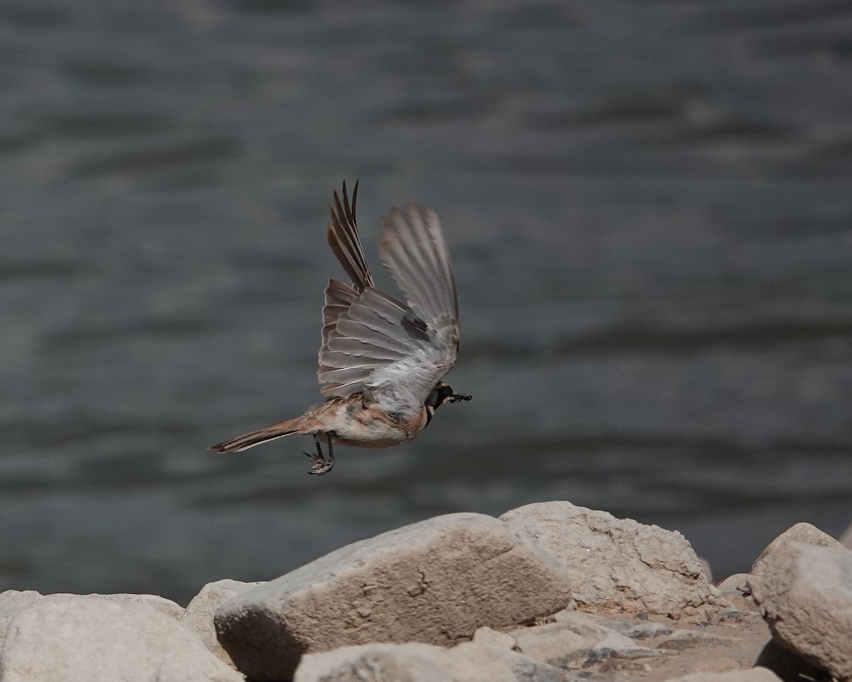 Horned Lark - ML641052411