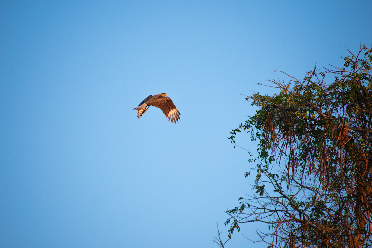 Crested Caracara (Southern) - ML641052429