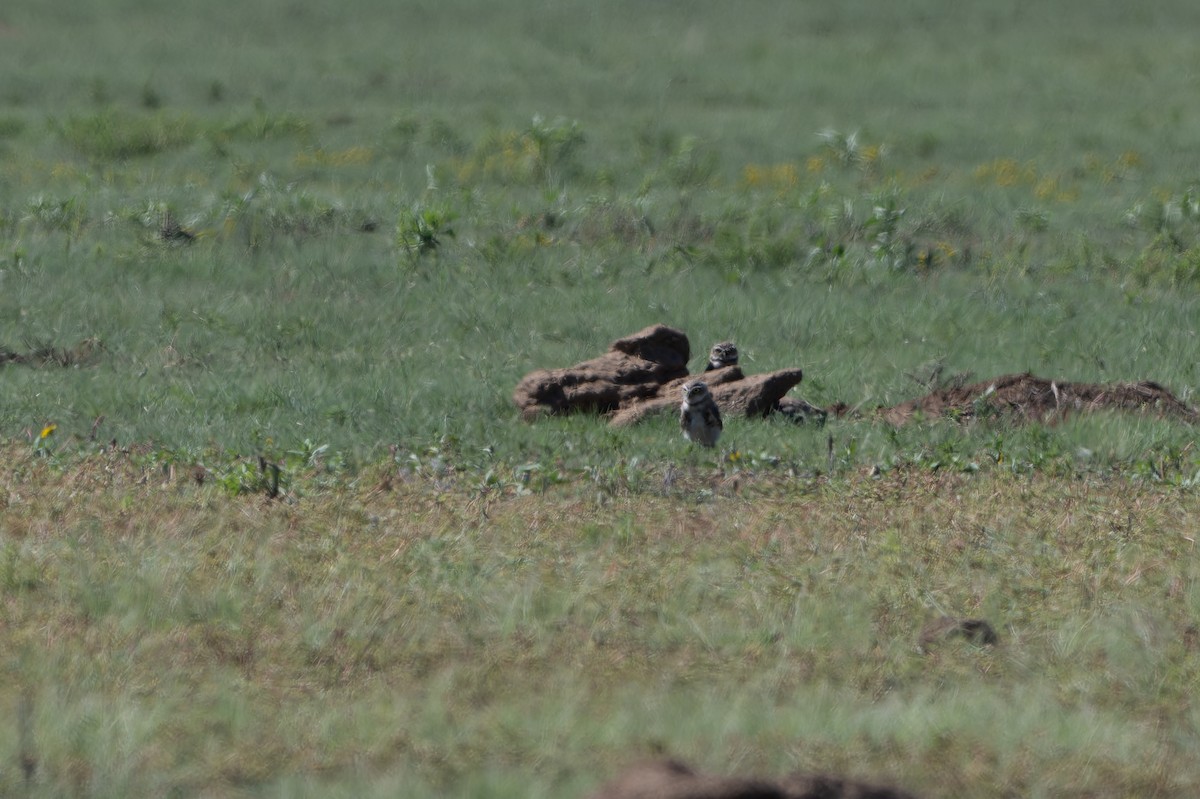 Burrowing Owl - ML641052430