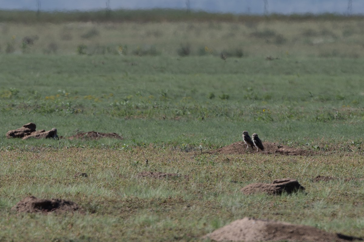 Burrowing Owl - ML641052431