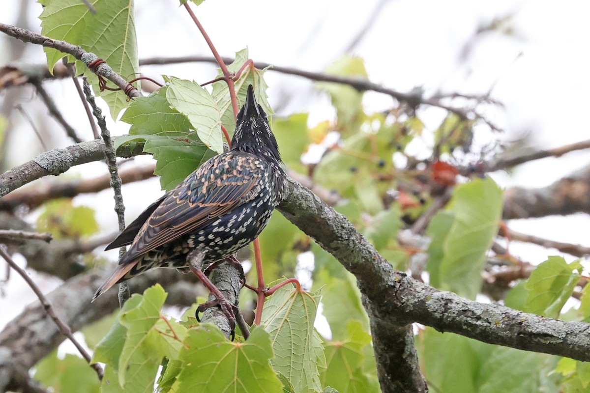 歐洲椋鳥 - ML641052447