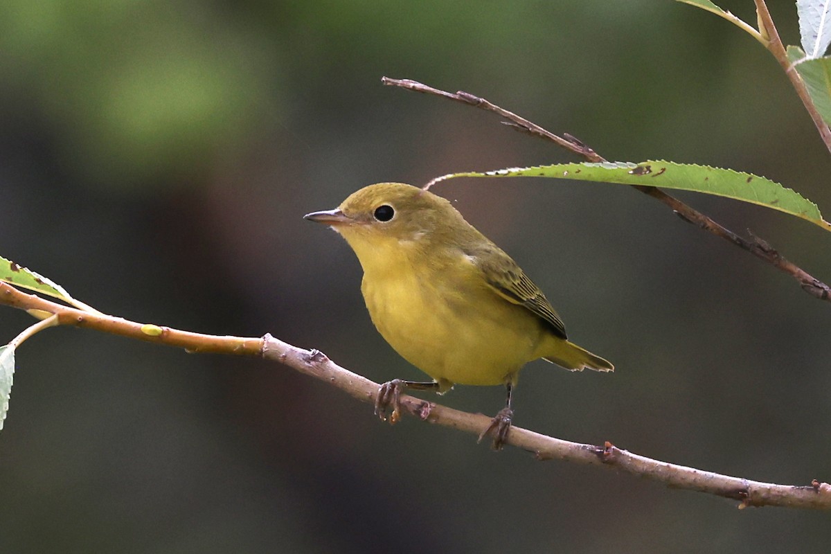 Yellow Warbler - ML641052488