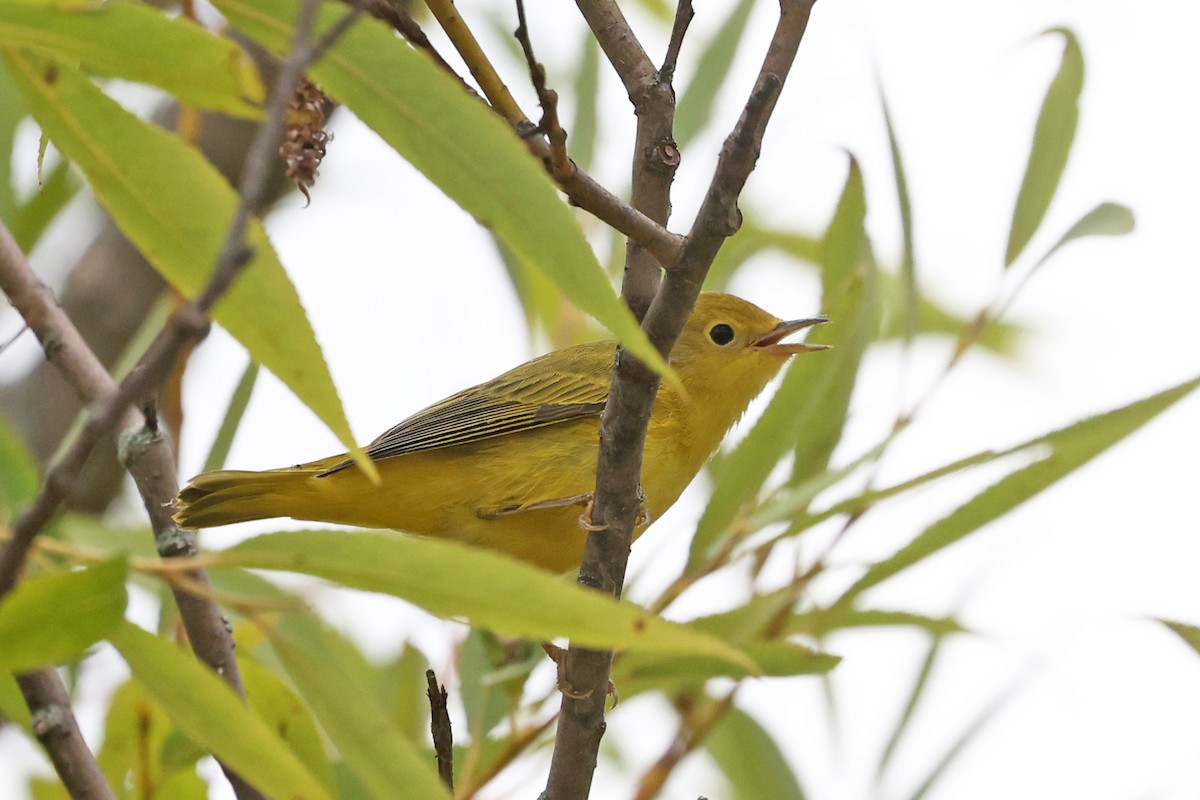 Yellow Warbler - ML641052494