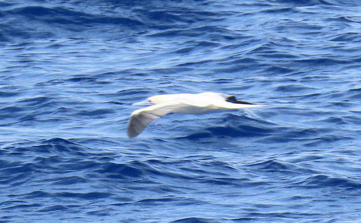 Red-footed Booby - ML641052535