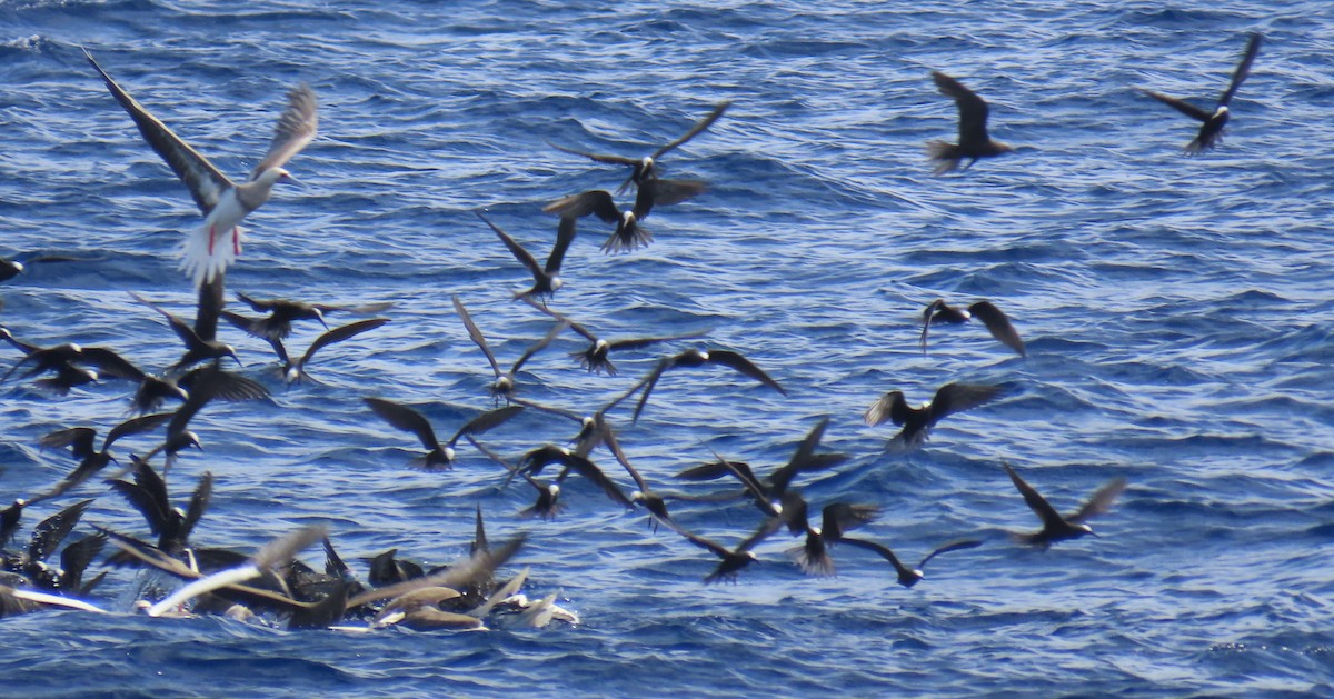 Red-footed Booby - ML641052536
