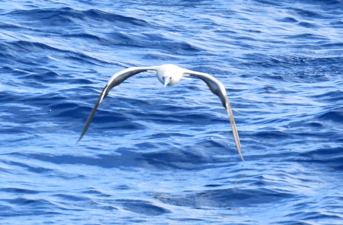 Red-footed Booby - ML641052537