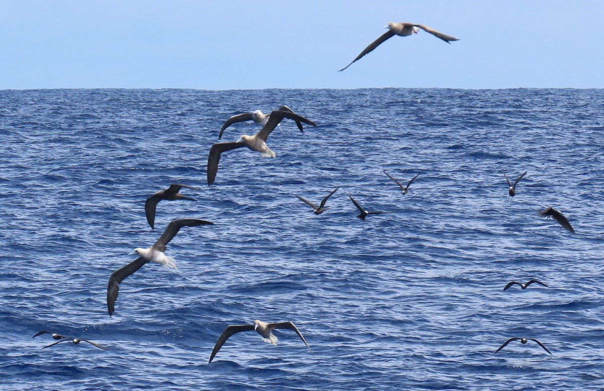 Red-footed Booby - ML641052538