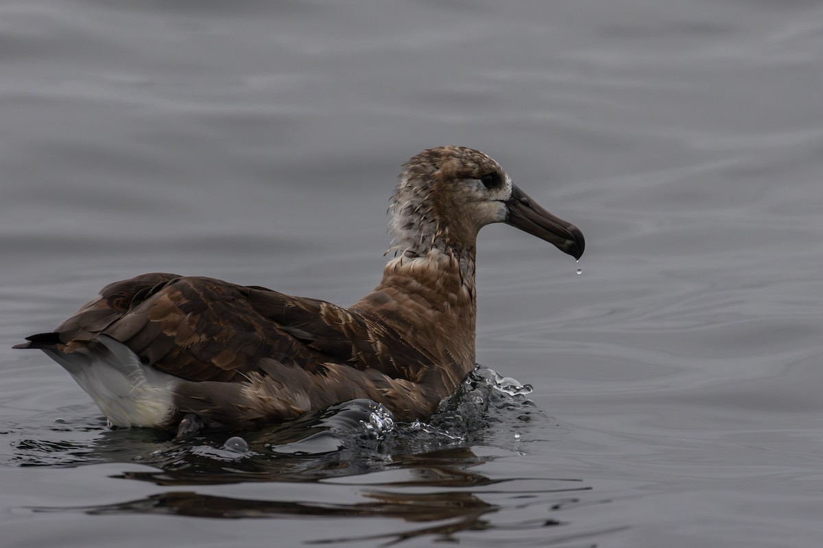 Black-footed Albatross - ML641052540
