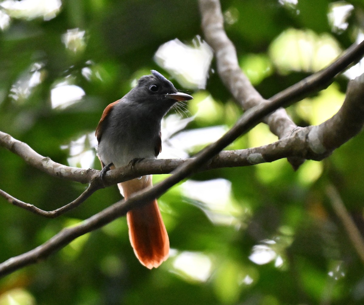 Blyth's Paradise-Flycatcher - ML641052549