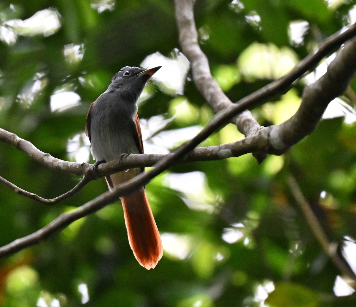 Blyth's Paradise-Flycatcher - ML641052552