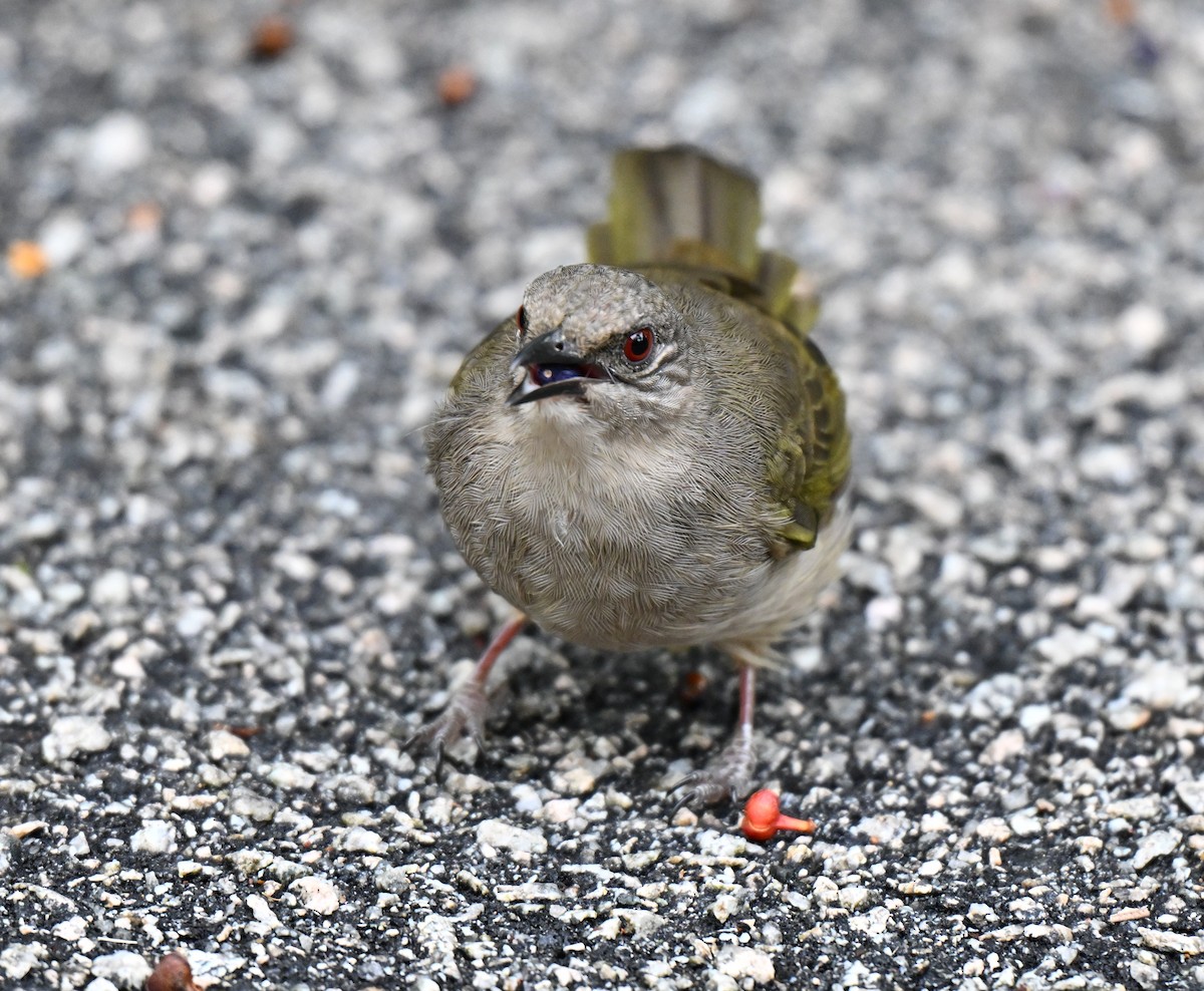 Olive-winged Bulbul - ML641052560